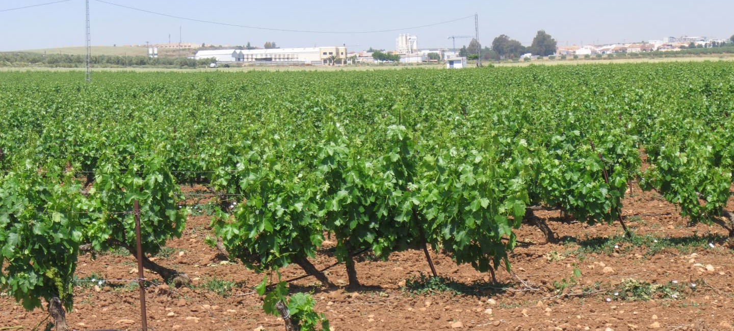 Vista de un viñedo con las vides llenas de hojas verdes