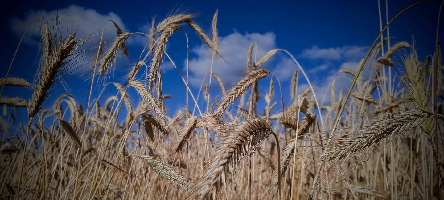 Espigas de trigo en un campo cultivado